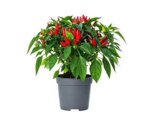 Small chili pepper plant with red peppers in a pot isolated