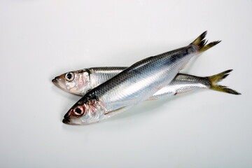 Fresh whole Baltic herring Clupea harengus membras on white background
