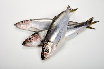 Fresh whole Baltic herring Clupea harengus membras on white background
