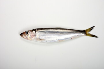 Fresh whole Baltic herring Clupea harengus membras on white background