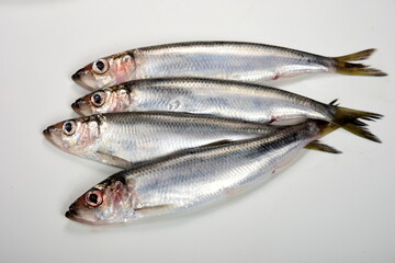 Fresh whole Baltic herring Clupea harengus membras on white background