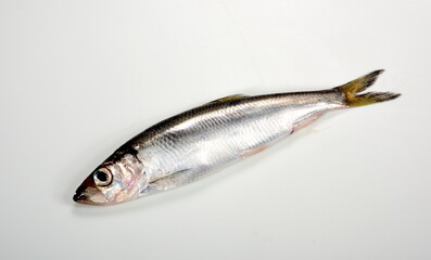 Fresh whole Baltic herring Clupea harengus membras on white background