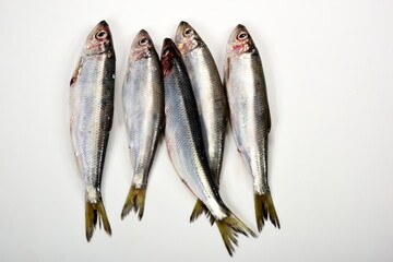 Fresh whole Baltic herring Clupea harengus membras on white background