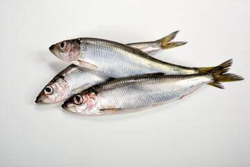 Fresh whole Baltic herring Clupea harengus membras on white background