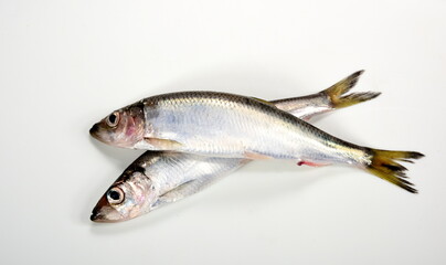 Fresh whole Baltic herring Clupea harengus membras on white background