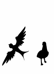 vector silhouette of a bird