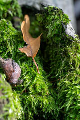 Mossy Tree Bark, Autumn's Touch