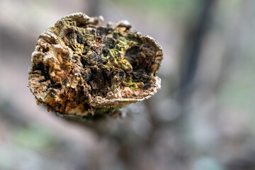 The End of the Branch