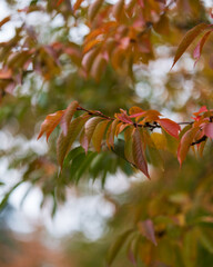 red autumn leaves