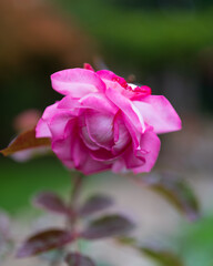 pink rose flower
