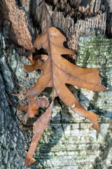 Autumn Leaf on Weathered Bark