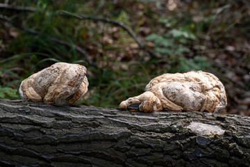 Tree Fungus on a Log
