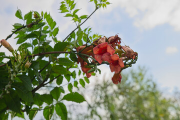 Trumpet Vine Against the Sky