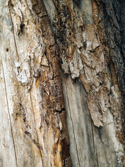 Texture of dark old wood with cracks taken close-up. Poplar trunk under bark in bright sun. Natural background.