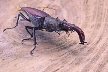 Männlicher Hirschkäfer (Lucanus cervus)