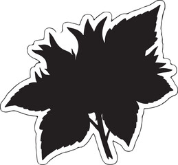 Roselle flower white background..