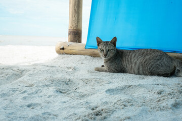 gray tabby cat lying on sand near bright blue barrier at the beach