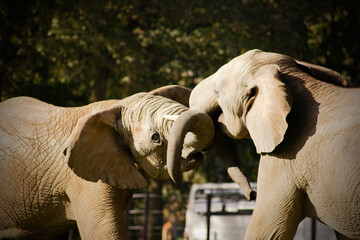 Bataille de Défense