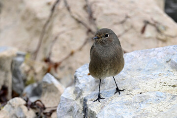 Hausrotschwanz // Black redstart (Phoenicurus ochruros)