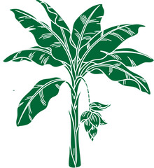 Green Banana Tree Illustration with Large Leaves and Blossom Vector Graphic.
