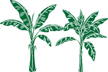 Stylized Green Banana Plants Illustration with Detailed Leaves.