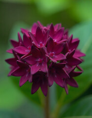 Deep magenta star flower cluster