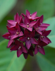 Deep red star flowers bloom vibrantly