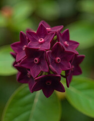 Deep red star flowers bloom outdoors