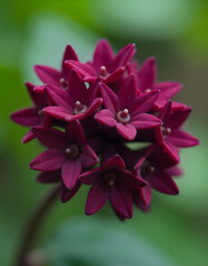 Deep red star flowers bloom