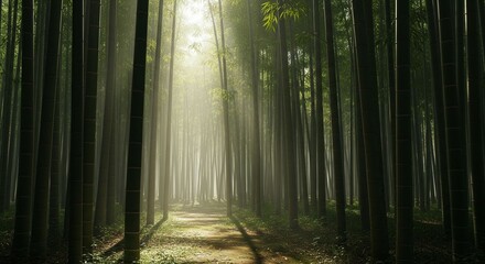 Obraz premium Peaceful morning walk through a stunning bamboo forest with ethereal sunlight filtering through trees