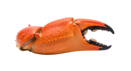 Orange crab claw isolated on transparent background