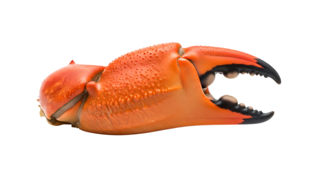 Orange crab claw isolated on transparent background