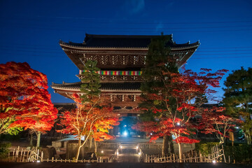 Fototapeta premium autumn maple tree light up by Kurodani sanmon gate at dusk, Kyoto