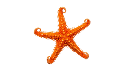 Bright orange starfish isolated on transparent background
