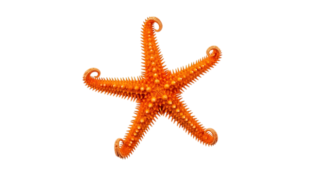 Bright orange starfish isolated on transparent background