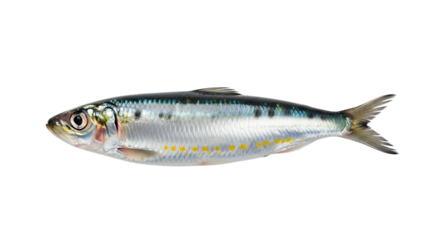 Single sardine fish isolated on transparent background