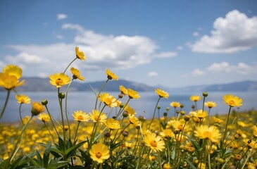 field of dandelions