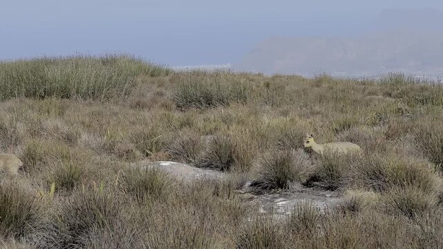 Klipspringer antelopes