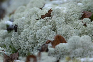 moss on a rock.