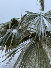 Green palm leaves covered with snow in cold weather. Unusual winter scene showing tropical plant in snowy environment.