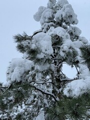 Pine tree branches covered with heavy snow in winter. The image shows dense green needles under thick snow layers.