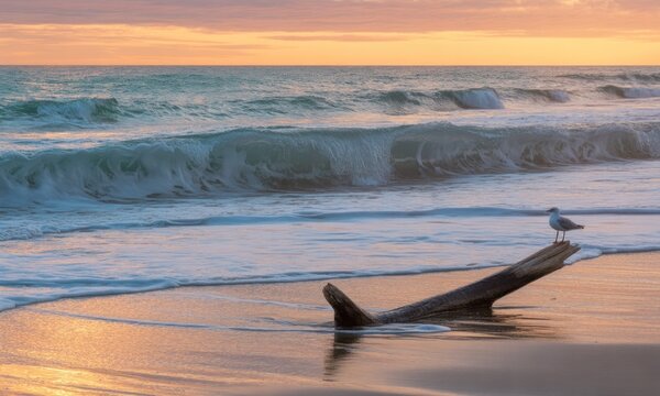 A seagull perched on a driftwood log at sunset on a beach. Soft waves lap at the shoreline - Powered by Adobe