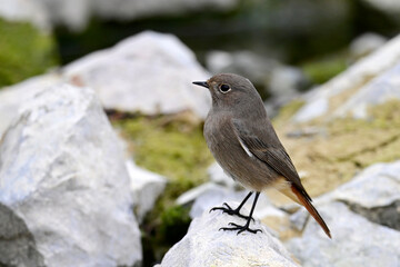 Black redstart // Hausrotschwanz (Phoenicurus ochruros)