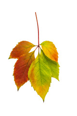 Autumn leaf of Virginia creeper on a white background