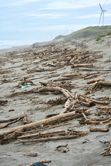 砂浜に打ち上げられた大量の流木