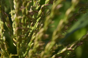 Galho de plantação de cereal com pequenas sementes, alguns detalhes da planta estão desfocados