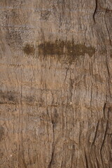 Textura enrugada e velha de madeira de ripa, tábua de tronco grosseiro