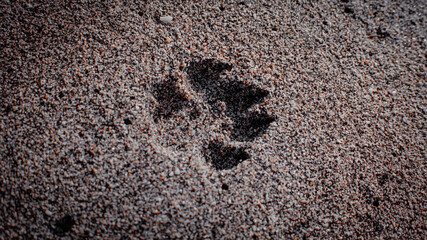 dog footprints on the beach sand