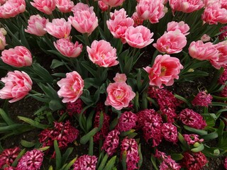 Des fleurs d'un rose délicat aux bords dentelés et frangés. Ces fleurs, qui rappellent les tulipes perroquets, sont épanouies et leurs pétales sont légèrement froissés.