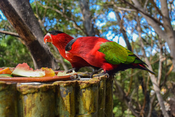 "Parrot: The black-capped lory, western black-capped lory, and tricolored lory" 